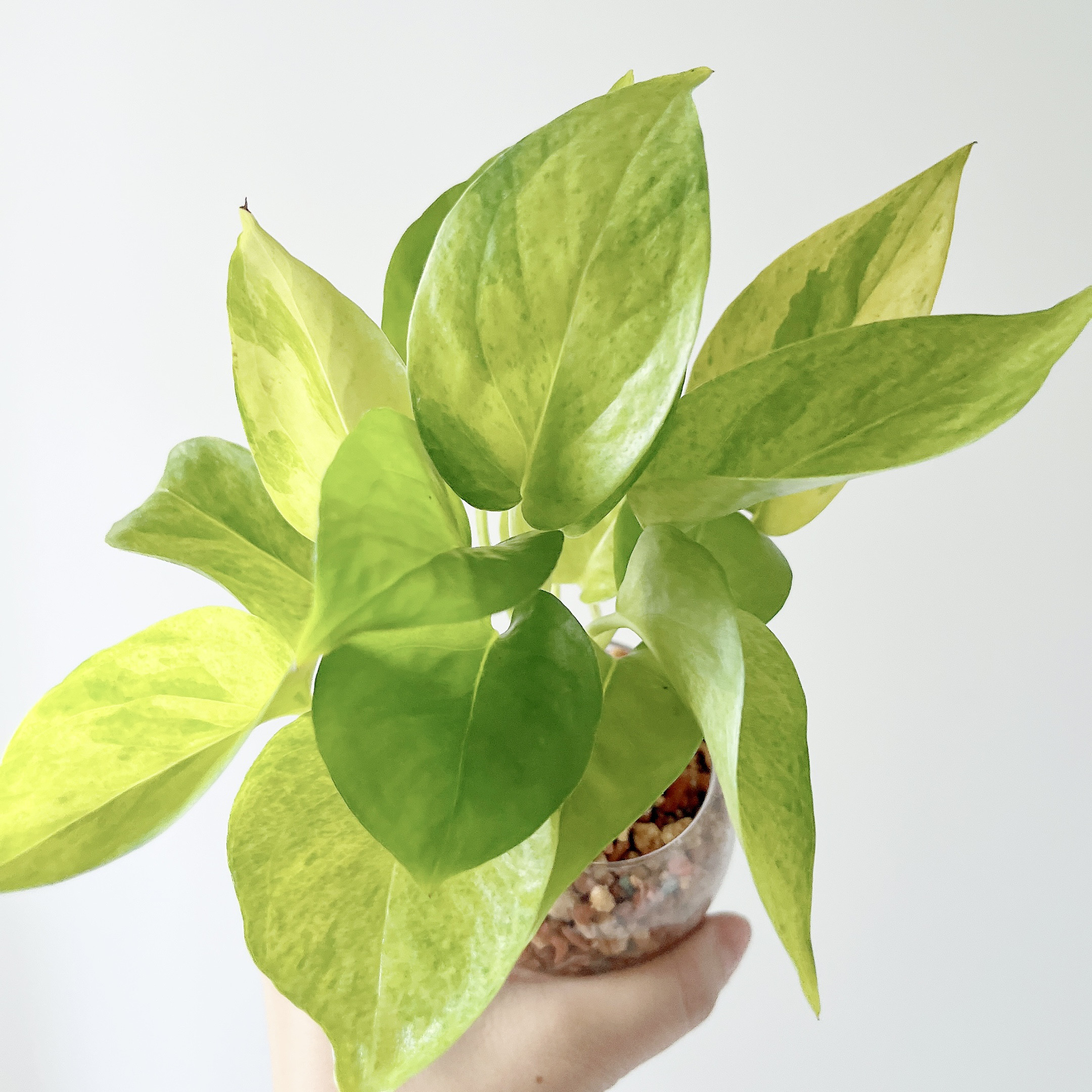 2. テルノカーニバル ポトス グラスグリーン 観葉植物 送料無料