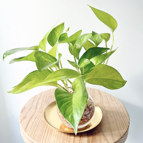 1. テルノムーンライト ポトス グラスグリーン 観葉植物 calm