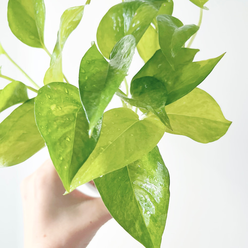1. テルノムーンライト ポトス グラスグリーン 観葉植物 calm