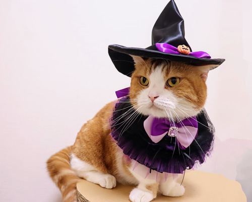 ねこページ ファミクラ衣装 ca57415974a4cc254c5187a4c9b4a5