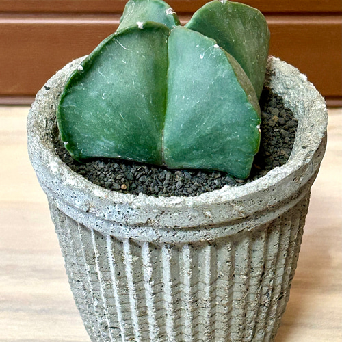 鶴仙園 購入 ランポー 玉 アストロフィツム dairoku 炭化鉢付き アストロフィツム 碧瑠璃ランポー玉 ハンドメイドセメント鉢