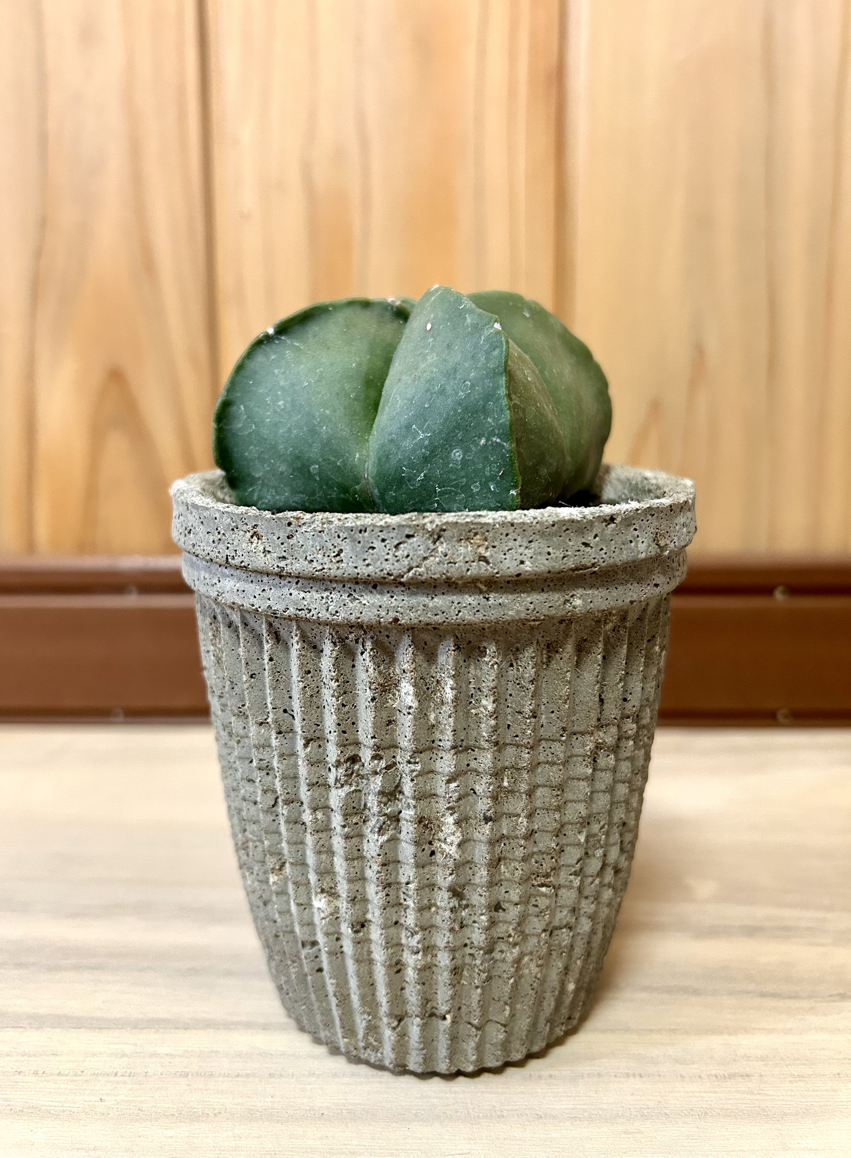 鶴仙園 購入 ランポー 玉 アストロフィツム dairoku 炭化鉢付き 【公式