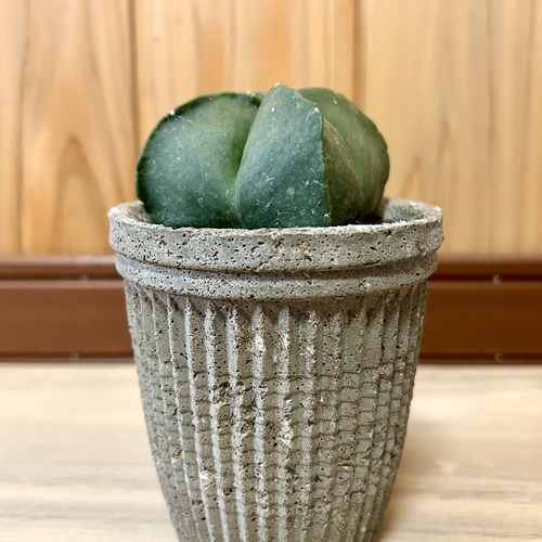 鶴仙園 購入 ランポー 玉 アストロフィツム dairoku 炭化鉢付き 鶴仙園 購入 ランポー 玉 アストロフィツム dairoku 炭化鉢付き