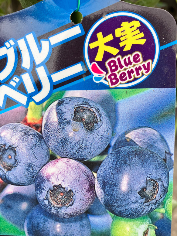 ブルーベリー苗ブルーシャワー＆ノビリス大苗2本セット ブルーベリー＊ティフブルー＊ブルーシャワー＊ビックノビリス
