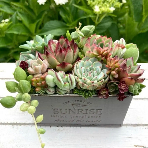 多肉寄せ植え 大きな寄せ植え☆ファイバー陶器鉢 豪華！多肉植物の寄せ植え♪