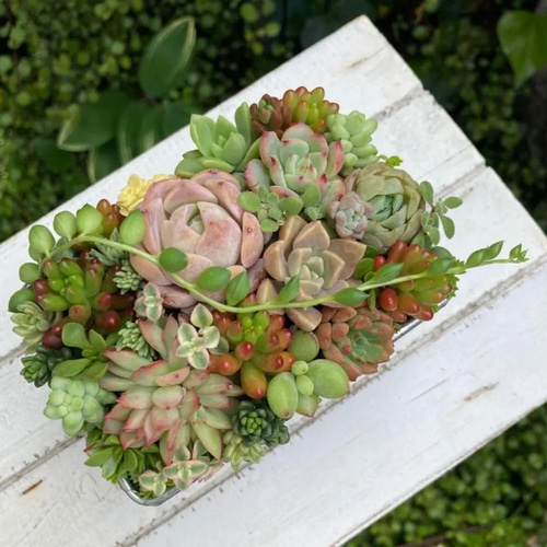 * * *アンティークガーリーな寄せ植え 71G9Tx0nDQL._AC_UL210_SR210,