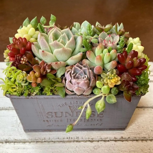 CHANEL様御専用★多肉植物　寄せ植え〜スター寄せ 楽天市場】農園直売 多肉植物 寄せ植え アエオニウム属 シャネル