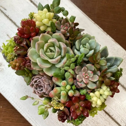 多肉植物寄せ植え　そのまま飾れる　アンティークなセメント鉢✧꙳ セメント鉢❣️☆多肉植物☆寄せ植え☆このまま飾れます☆