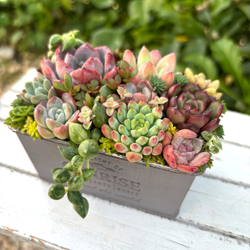 多肉植物 寄せ植え アンティーク調H 多肉植物寄植え グレーポット