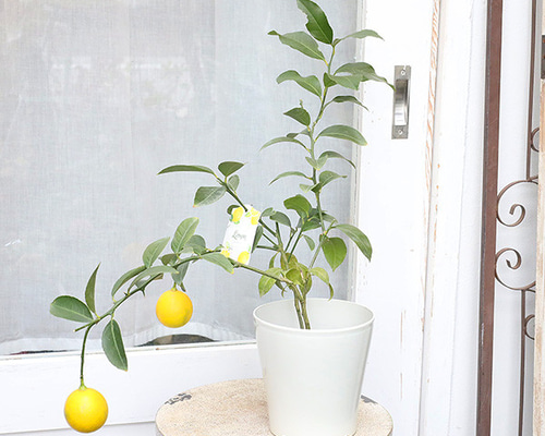 果樹苗 実付き レモンの木 サイパン 5号ポット 高さ60cm レモン 四季