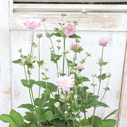 花苗 八重咲き シュウメイギク 秋明菊 アルラ ピンク 3.5号 花苗 八重咲き シュウメイギク 秋明菊 アルラ ピンク 3.5号