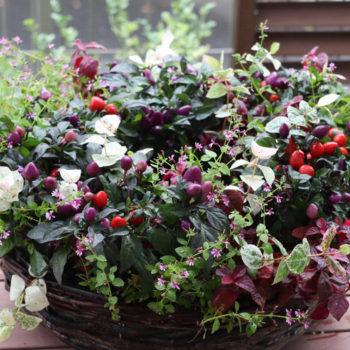 シックカラーの秋のリース型寄せ植え＊* その他インテリア雑貨