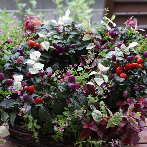 秋色リーフのシックなリース寄せ植え 秋色リーフのシックなリース寄せ植え