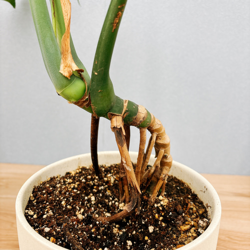 ドラセナ ナビー/Dracaena Navi ※陶器鉢付き | 【観葉植物・鉢