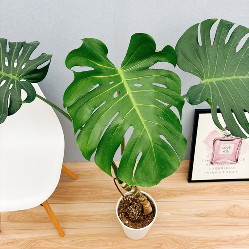 現品］10番 モンステラ 幹立ち 7号 観葉植物 室内 大型 育てやすい