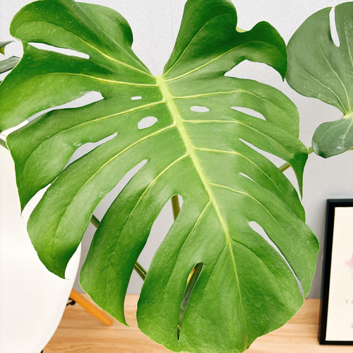 モンステラ⭐️幹立ち⭐️葉約45cm モンステラ⭐️幹立ち⭐️葉約45cm モンステラ⭐️幹立ち⭐️葉約45cm