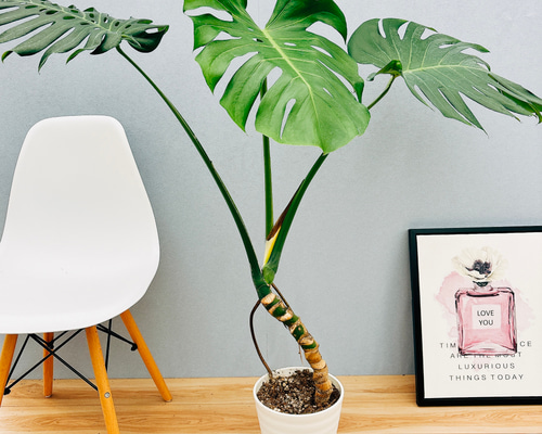 ②厳選品！極上幹上がりタイプモンステラ７号鉢 ②厳選品！極上幹上がりタイプモンステラ7号鉢