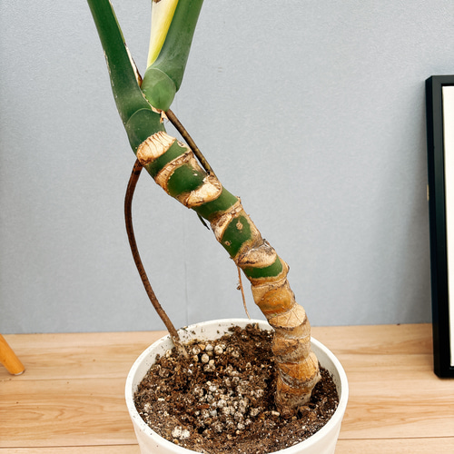 現品］10番 モンステラ 幹立ち 7号 観葉植物 室内 大型 育てやすい