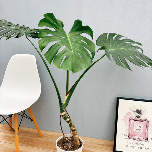 現品］10番 モンステラ 幹立ち 7号 観葉植物 室内 大型 育てやすい