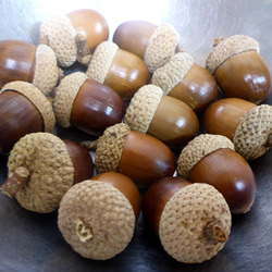 2025年収穫】砲弾型どんぐり（マテバシイ） 大サイズ20個 その他素材