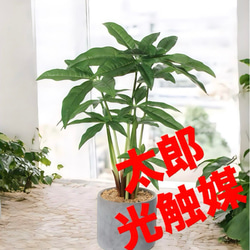 光触媒 人工観葉植物 ウォールグリーン フェイクグリーン ユーカリ高さ
