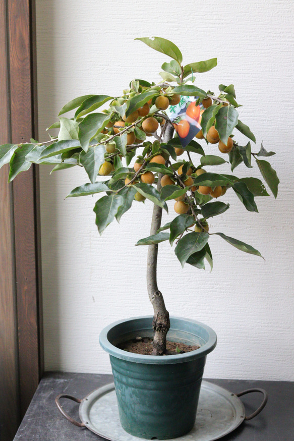 柿の木の火鉢 SALE】芸術の秋❤︎観賞柿の最高品❤︎千成柿の木（樹形④） 多肉植物