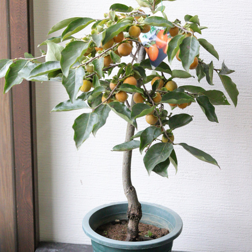 中型の柿の木（実付き） 柿の実 写真素材 [5447350] - フォトライブラリー