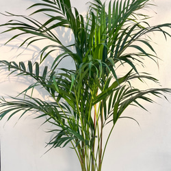 フィカス　アムステルダムキング⭐️曲がり ゴムの木　観葉植物 フィカス・アムステルダムキング まがり | 観葉植物の通販 AND