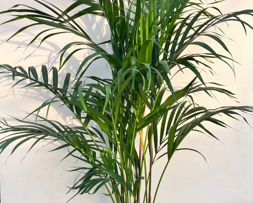 49bbcd190778a31542249ae428f2d6