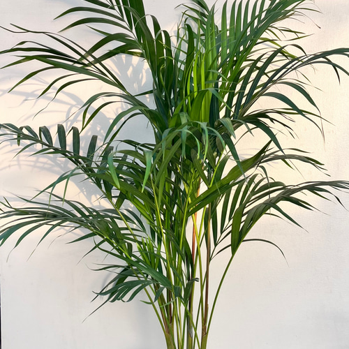 アレカヤシ＊南国の雰囲気＊インテリアグリーン＊観葉植物 アート