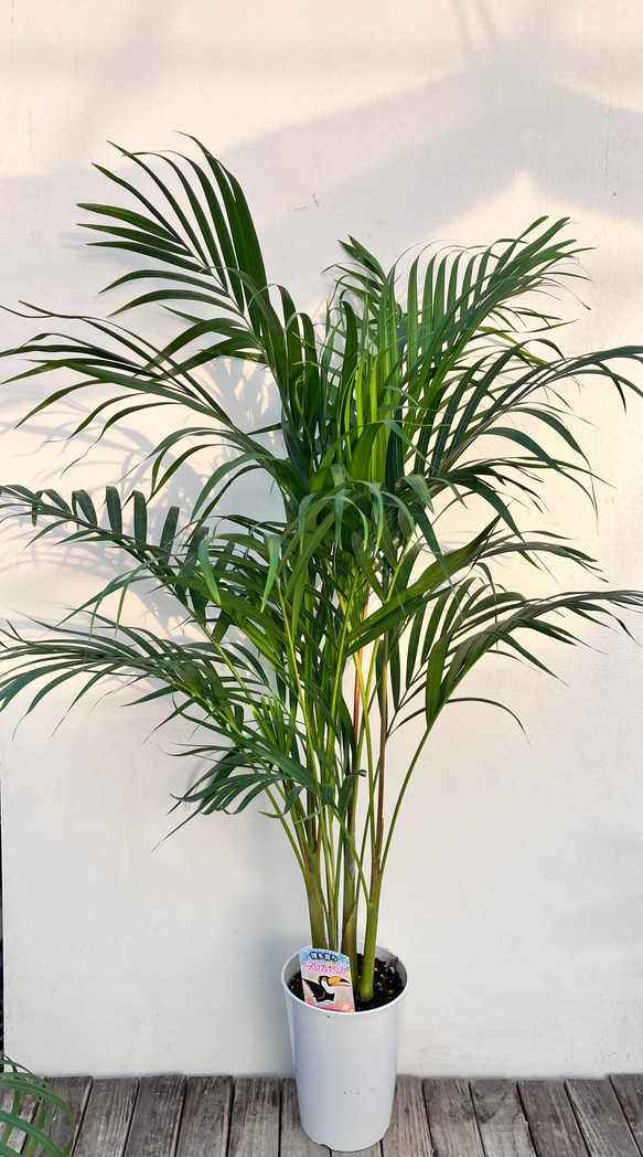 アレカヤシ＊南国の雰囲気＊インテリアグリーン＊観葉植物