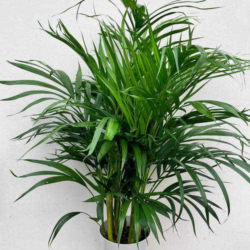 アレカヤシ＊南国の雰囲気＊インテリアグリーン＊観葉植物 アート