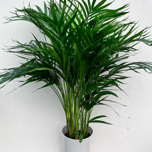 アレカヤシ＊南国の雰囲気＊インテリアグリーン＊観葉植物 アート