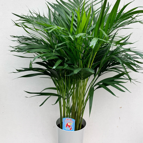 アレカヤシ＊南国の雰囲気＊インテリアグリーン＊観葉植物 アート