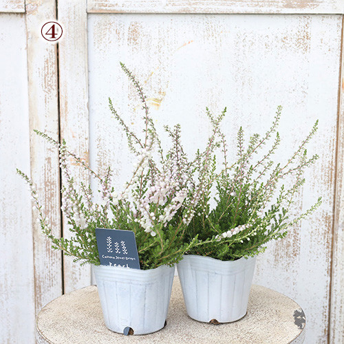 八重咲き カルーナ ブルガリス ツリー仕立て カルーナは 挿し木で