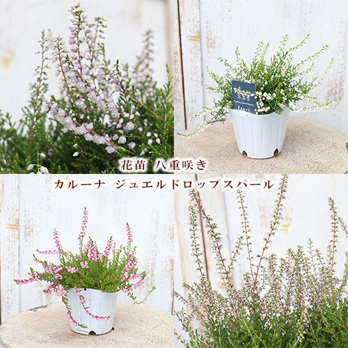 花苗 八重咲き カルーナ ジュエルドロップスパール 3号 ブルガリス 