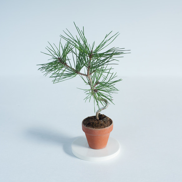 ミニ盆栽 黒松 (クロマツ) 実生 盆栽 ikona 通販 18309287｜Creema