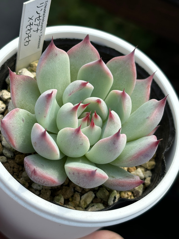 人気レア品種！☆リンゼアナ×そわそわ 多肉植物 自家繁殖 国産（10/21