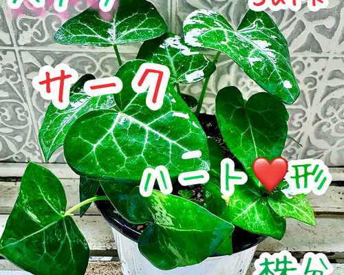希少 ヘデラ サーク 株分け 苗 ハート葉っぱ ヘデラサーク リース さち 