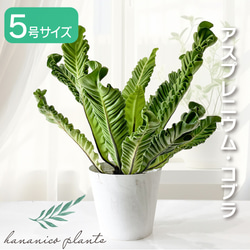 観葉植物 アスプレニウム コブラ 5号鉢 波打つ葉 コブラシダ