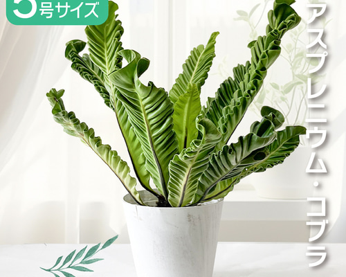 unzaです♪2点セット！アスプレニウム　コブラ3 オーガスタ　苗　苗木 観葉植物：アスプレニウム コブラ*白あすか鉢 受皿付 苔付き : 遊恵