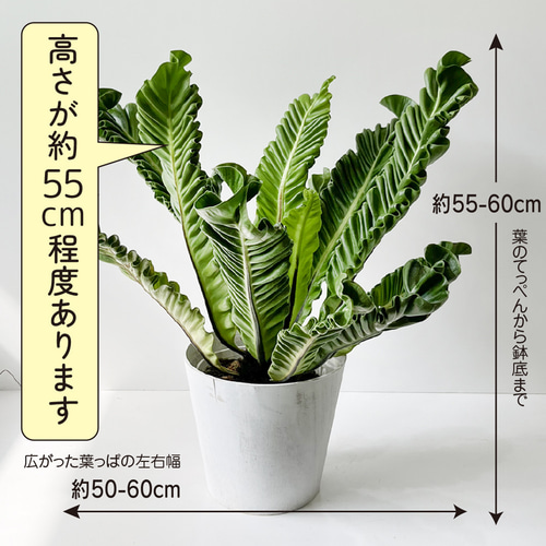 観葉植物 アスプレニウム コブラ 5号鉢 波打つ葉 コブラシダ