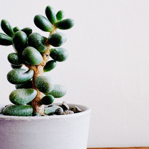 タマゴっぽいけどタマゴじゃない「セダム 緑亀の卵」 デスクトップに