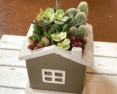 多肉植物寄せ植え お家型 サボテン アロエなど 多肉植物 galleryk's