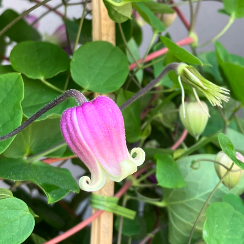 ヴィオルナ系壺型クレマチス10粒 多肉植物 植花夢 通販 18313467 ヴィオルナ系壺型クレマチス10粒 多肉植物 植花夢 通販 18313467