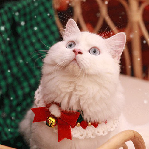 クリスマス、ファータイプ(白③)わんちゃん猫ちゃん用襟つき首輪