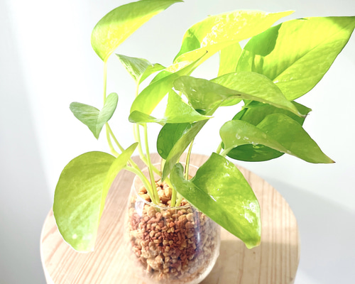 ポトス テルノムーンライト グラスグリーン 観葉植物 送料無料