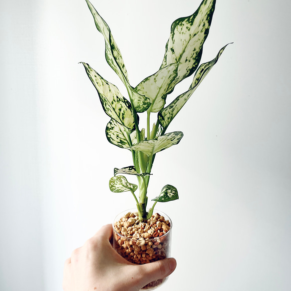 アグラオネマ グラスグリーン アグラオネマ エイリーン 幸せを呼ぶタイの宝石 calm