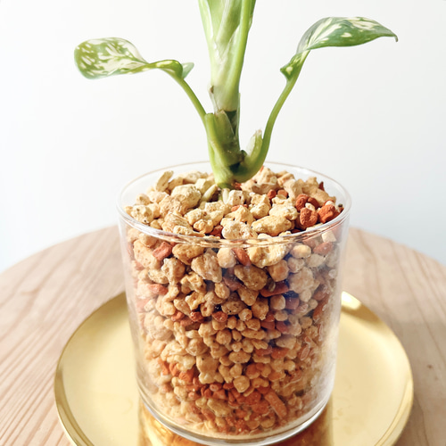 グラスグリーン アグラオネマ エイリーン 幸せを呼ぶタイの宝石 calm