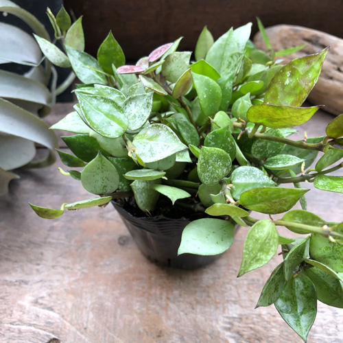 ホヤ　クローニアナ　シルバー　苗　多肉植物　フイリ　山野草　② ホヤ 『クローニアナ ブラック シルバー』希少♡ 「Hoya krohniana